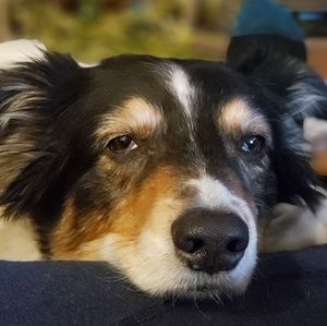 Meet your Posher, Dawn